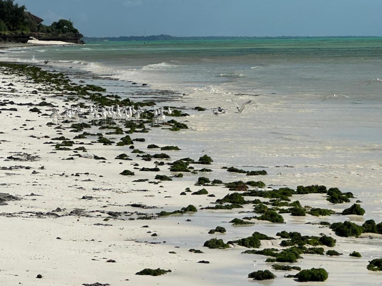 Villa Serenity, Tanzania Unforgettable Paje Exteriör bild